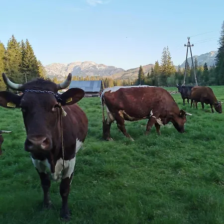 Drewniany Krokus * Witów